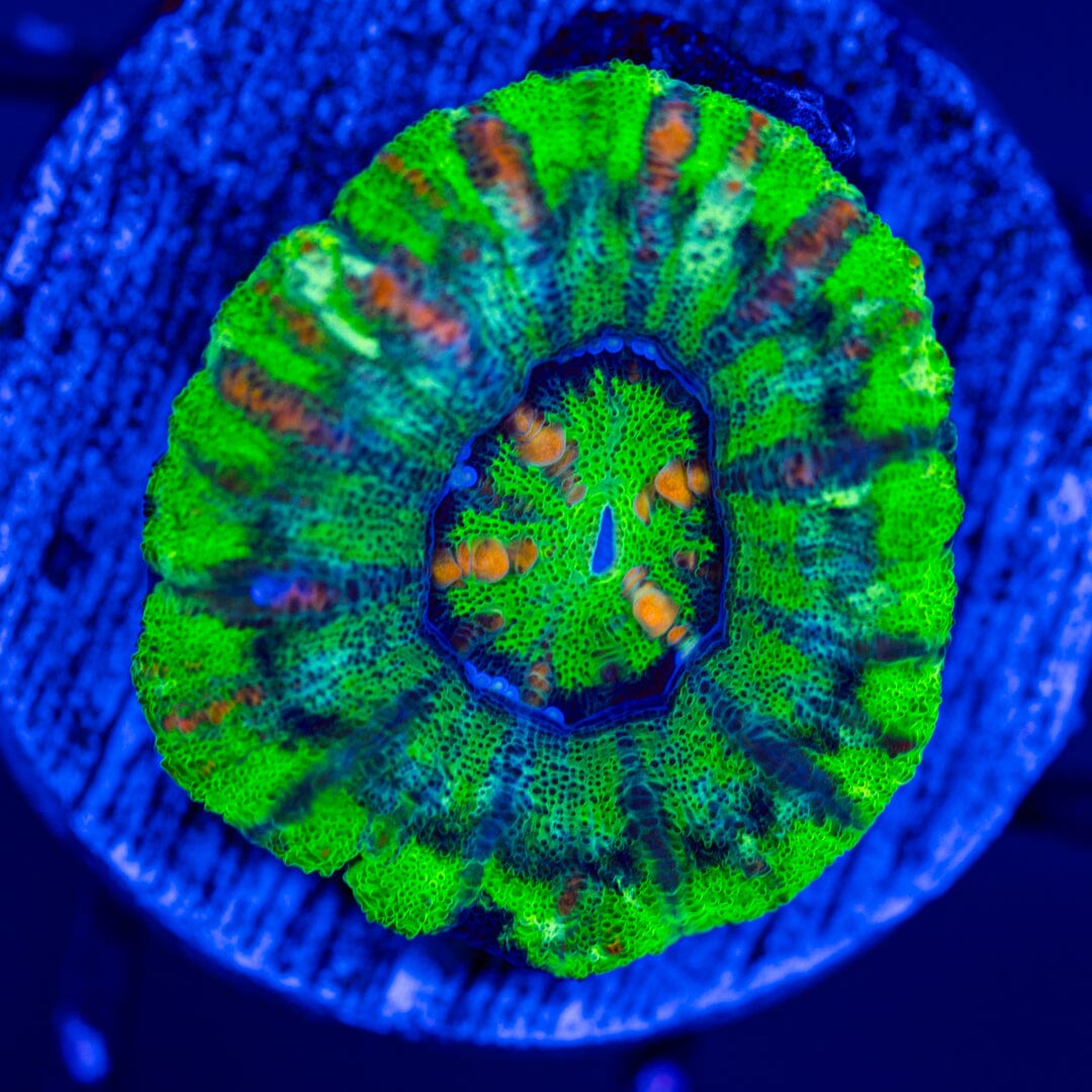 Button Scoly 6A - WYSIWYG LPS Coral Reef Lounge USA