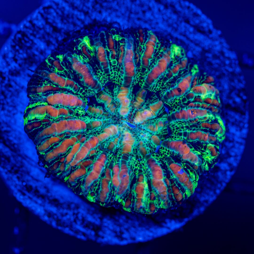 Button Scoly 9A - WYSIWYG LPS Coral Reef Lounge USA