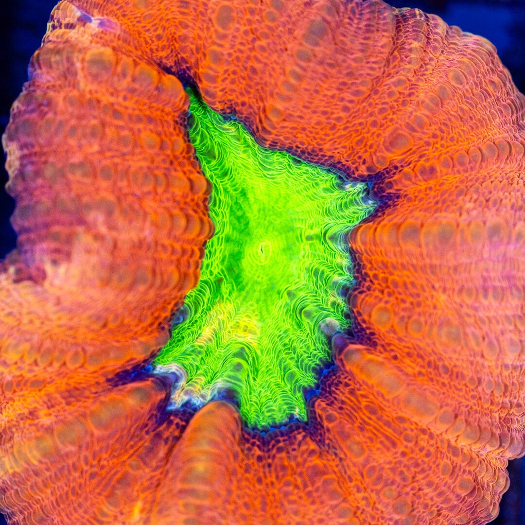 Candle Apple Lobophyllia - WYSIWYG Reef Lounge Coral