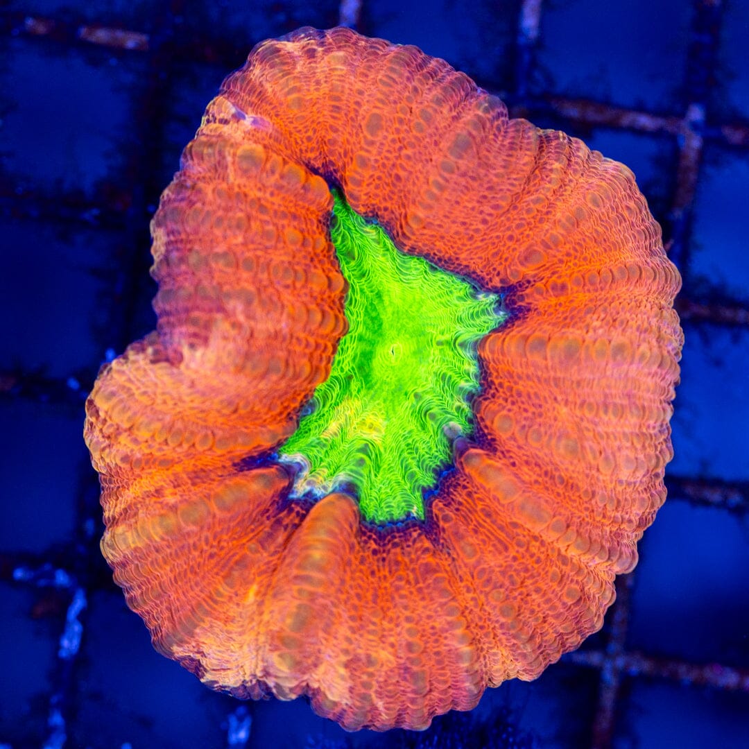 Candle Apple Lobophyllia - WYSIWYG Reef Lounge Coral