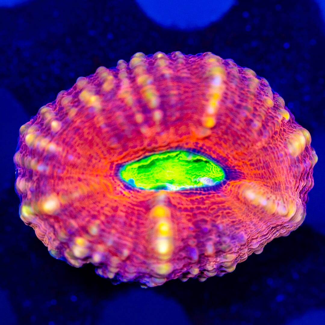 Candy Apple Lobo 3D - WYSIWYG LPS Coral Reef Lounge USA