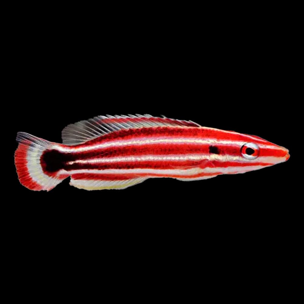 Candy Cane Hogfish Fish Reef Lounge USA