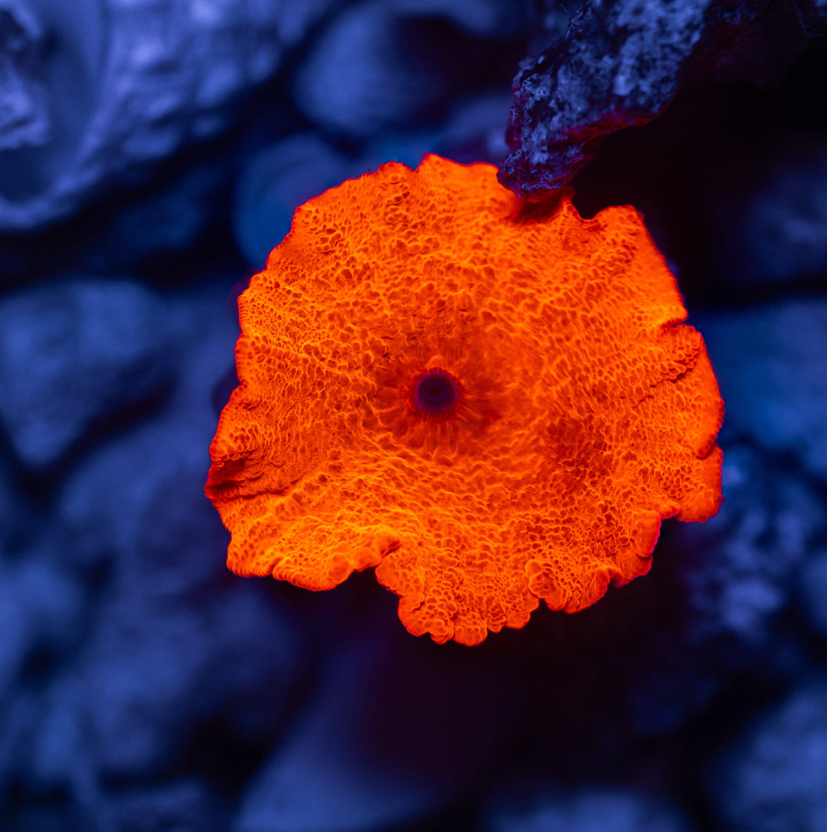Candy Crush Mushroom - WYSIWYG Reef Lounge Norco