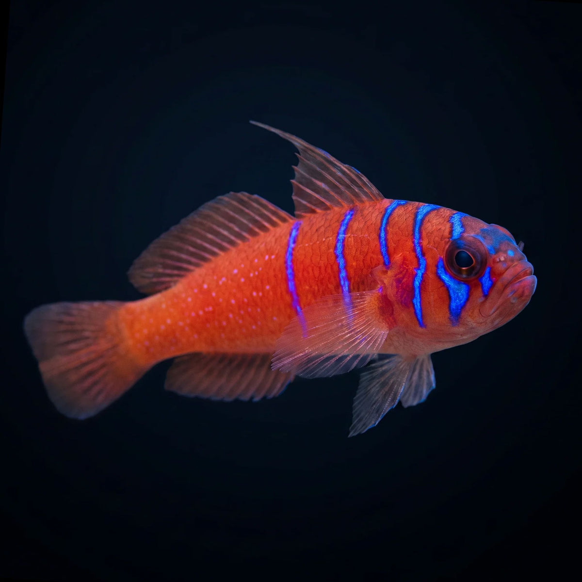Catalina Goby Fish Reef Lounge USA