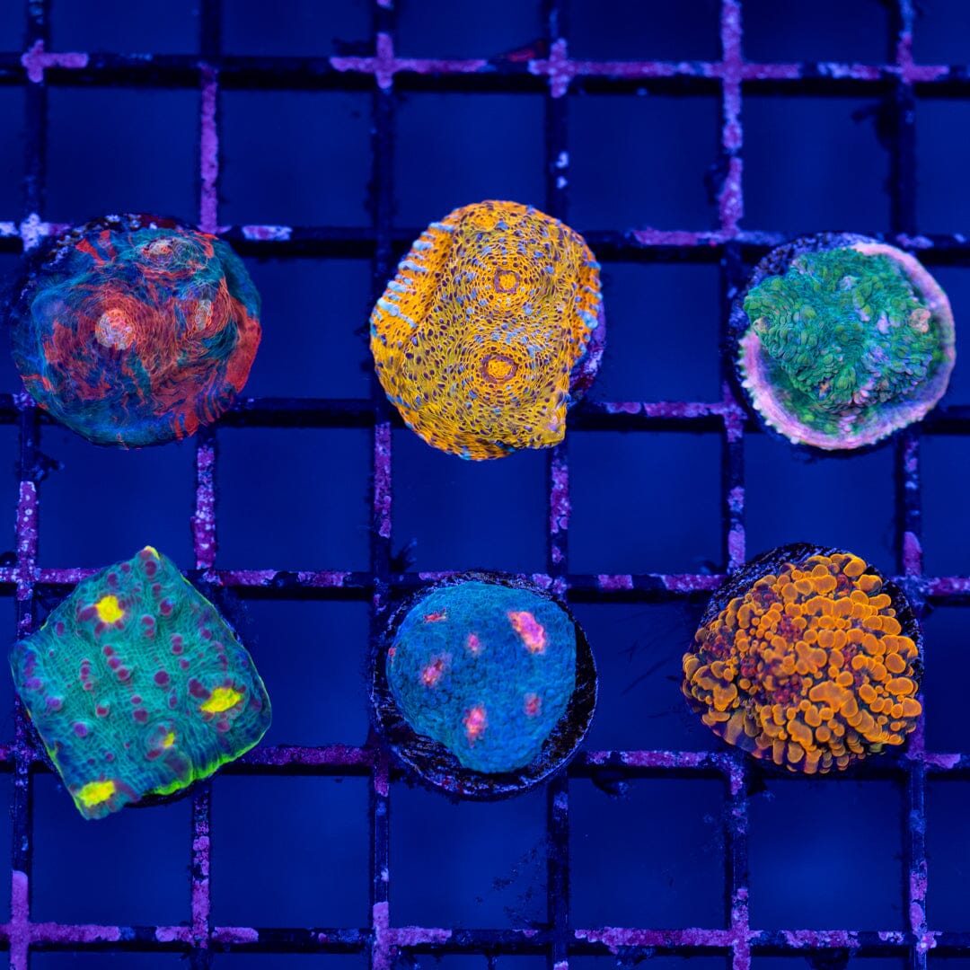 Chalice Frags (6 Pack) - WYSIWYG Reef Lounge Norco