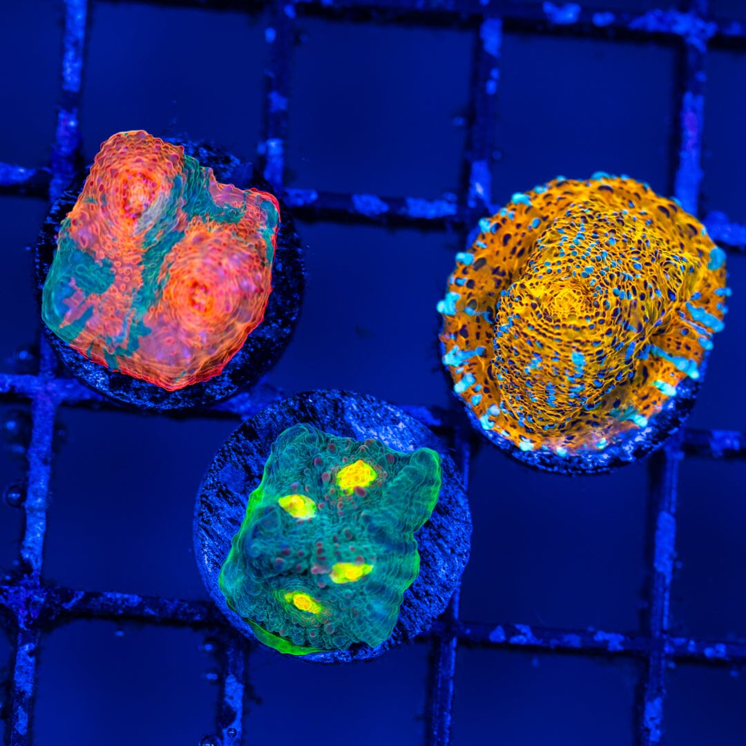 Chalice Variety Pack #1 LPS Coral Reef Lounge USA