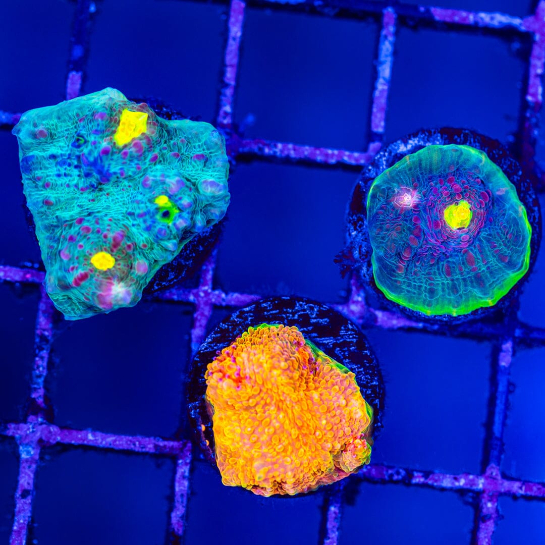 Chalice Variety Pack #2 LPS Coral Reef Lounge USA