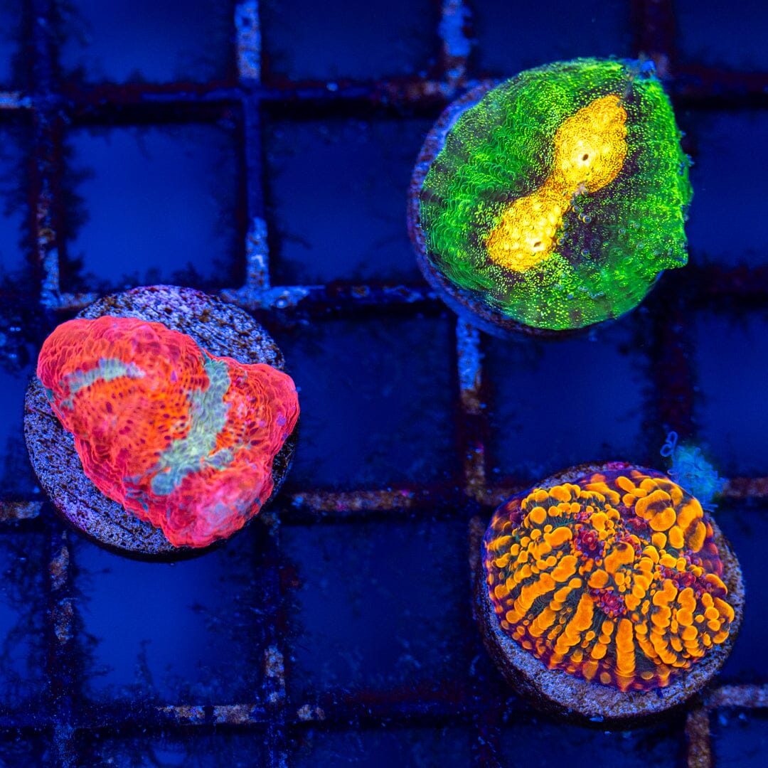 Chalice Variety Pack 2A - WYSIWYG Reef Lounge Coral