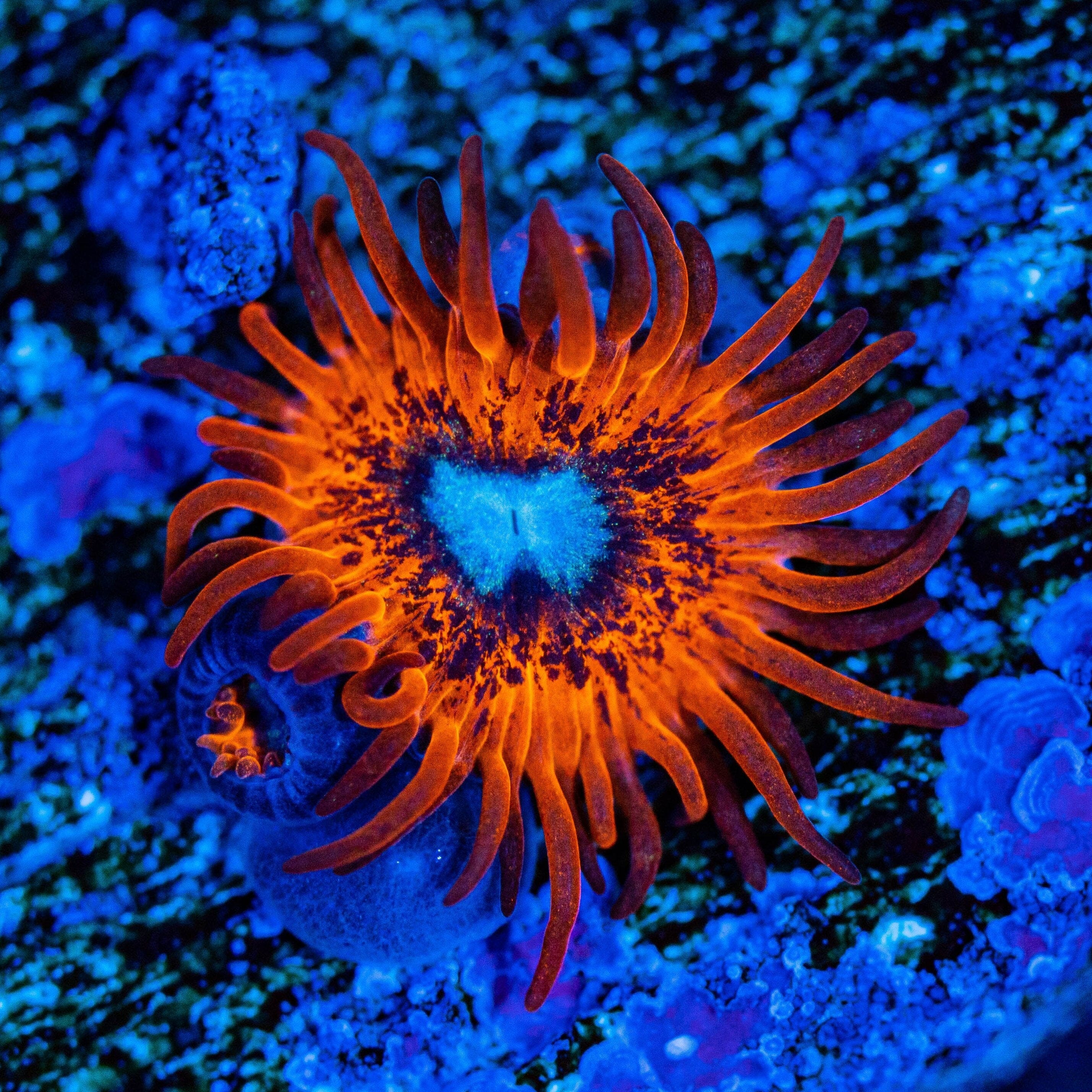 Charmander Zoanthids Soft Coral Reef Lounge USA