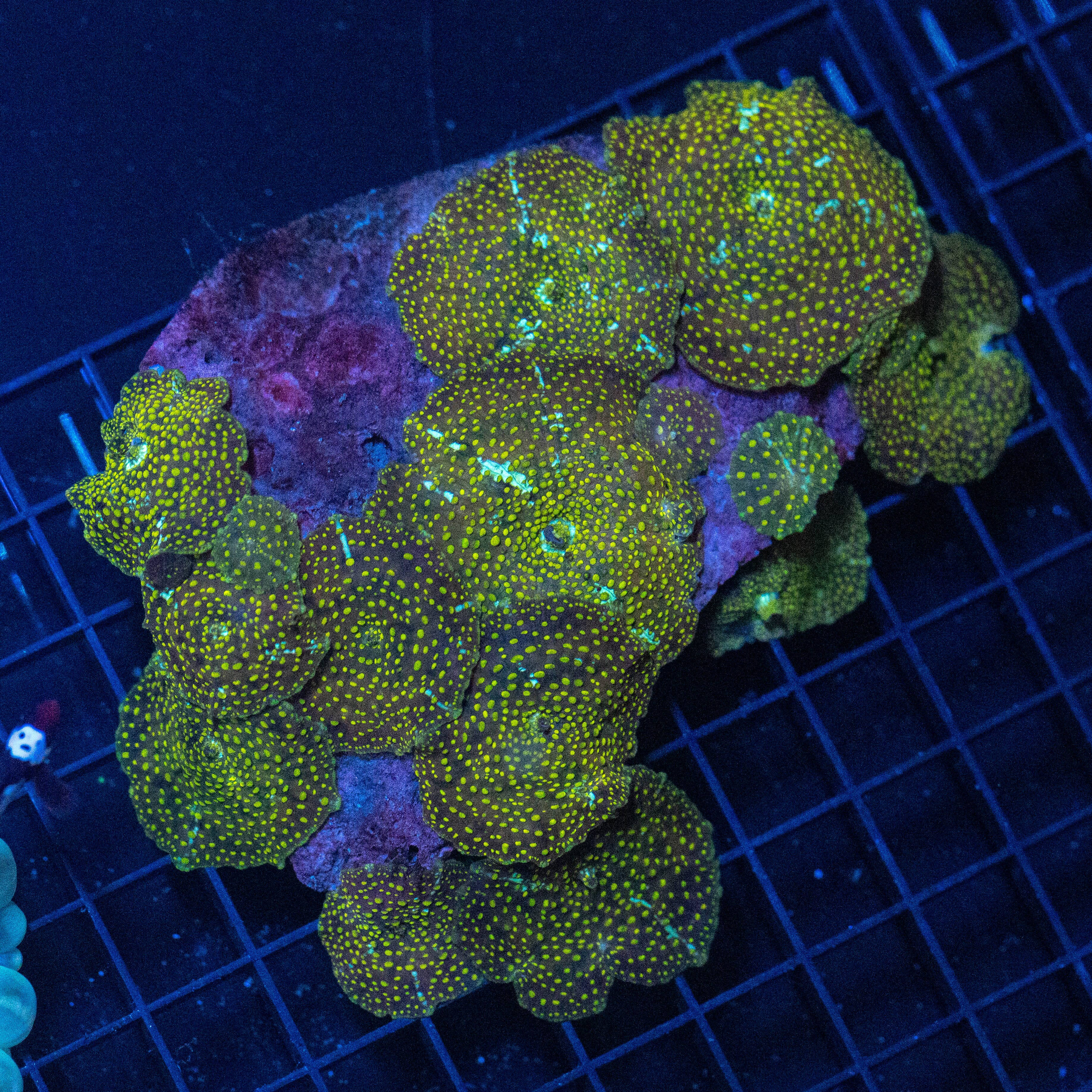 Cheetah Mushroom Colony 1A - WYSIWYG Reef Lounge Norco