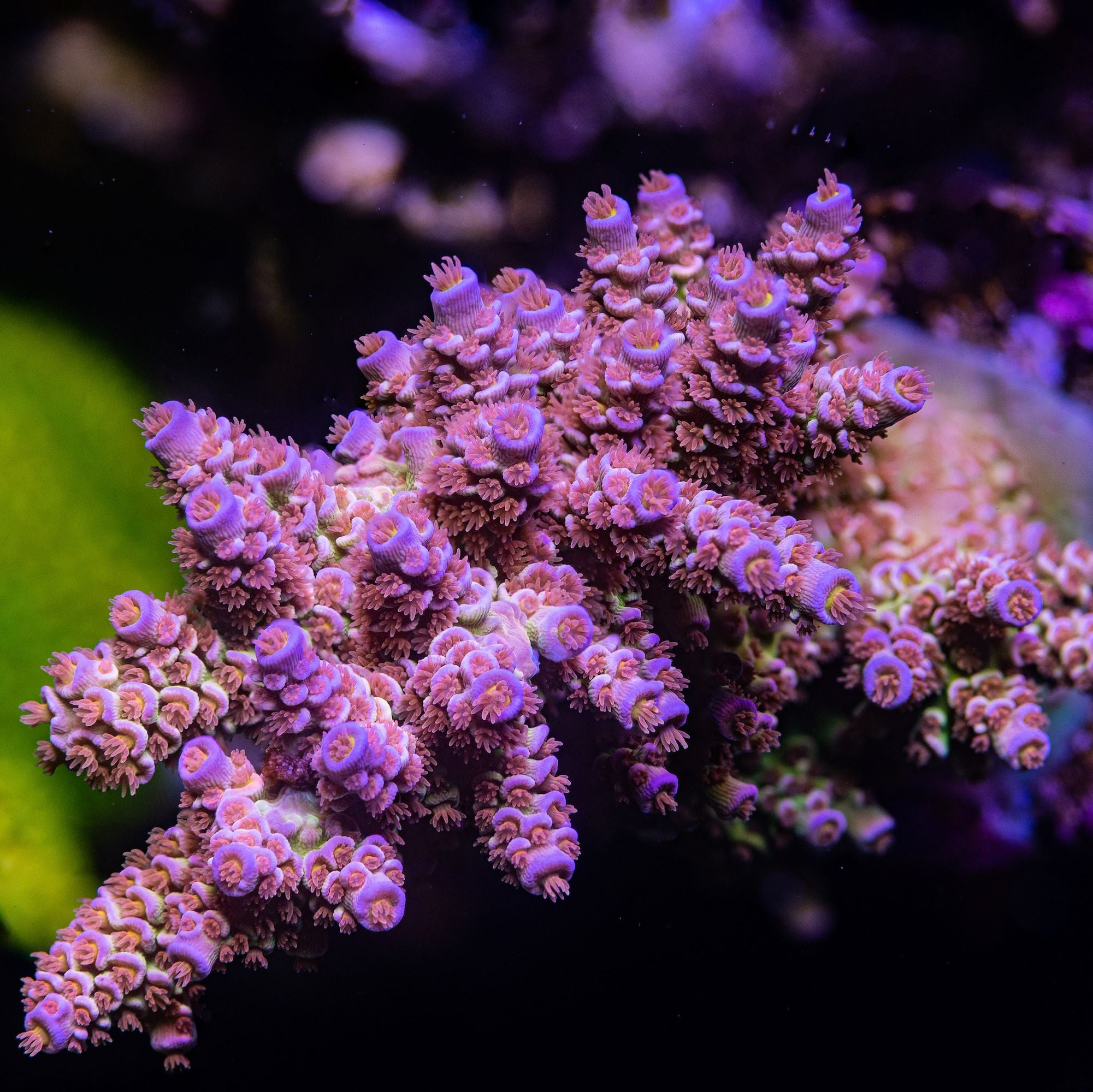 Cherry Bomb Acropora tenuis Reef Lounge Coral