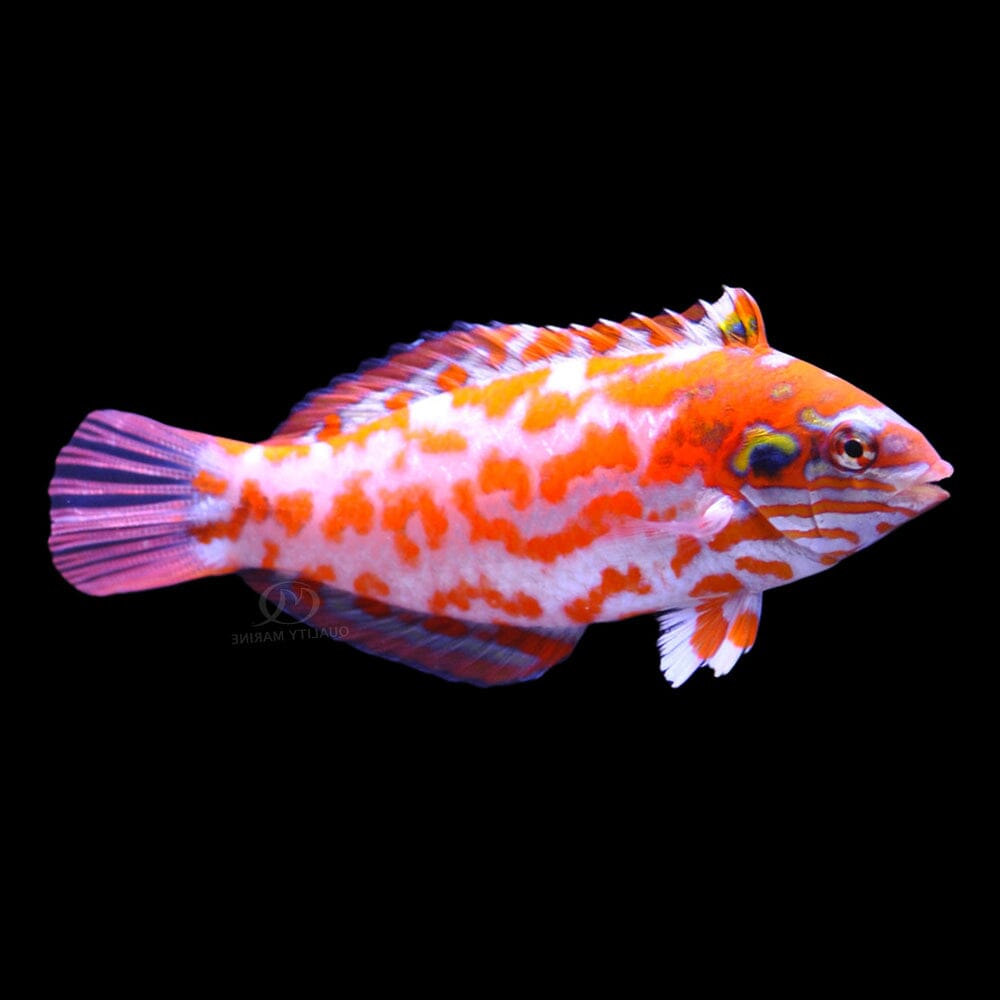 Choati (Choat's) Leopard Wrasse Fish Reef Lounge USA
