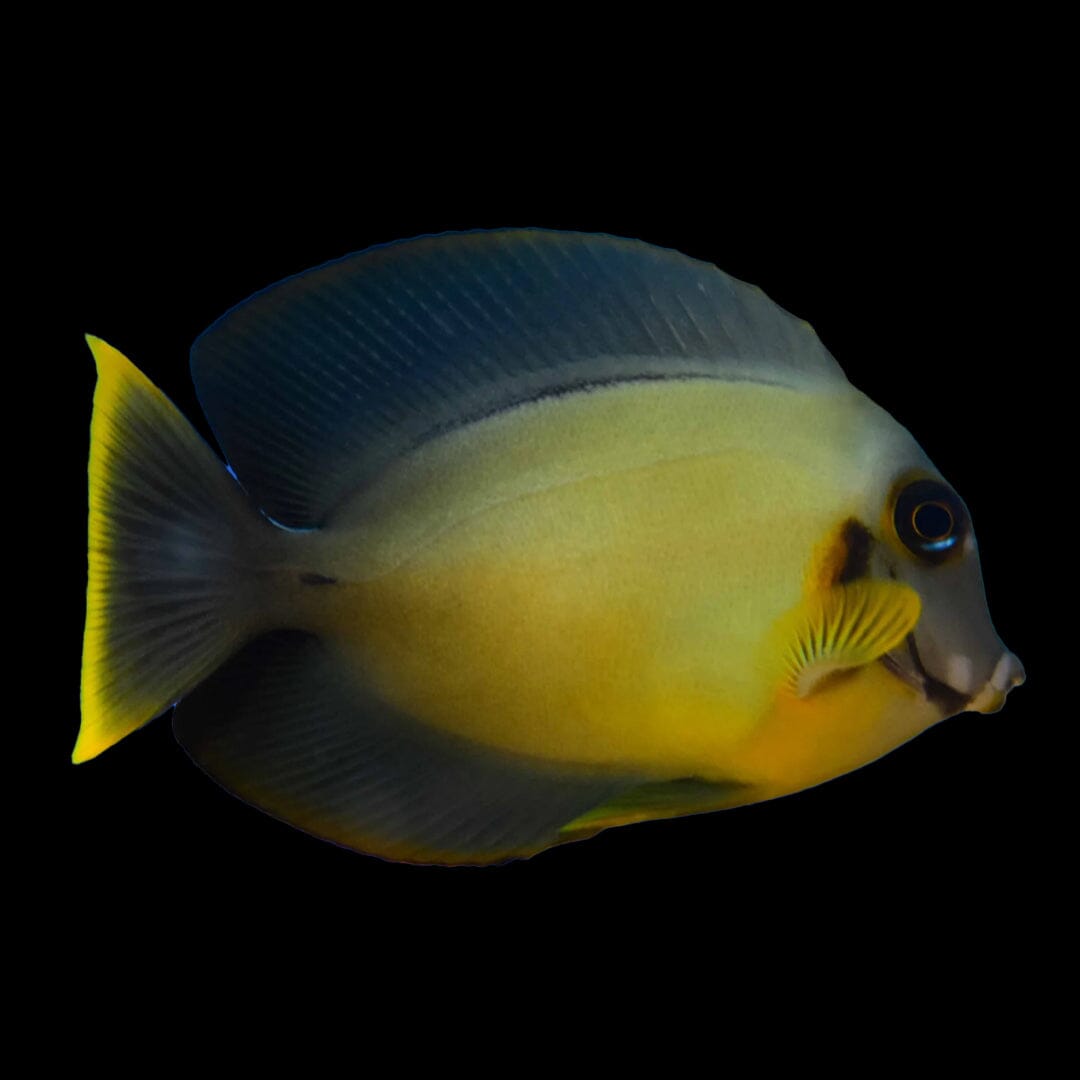Chocolate Tang Fish Reef Lounge USA