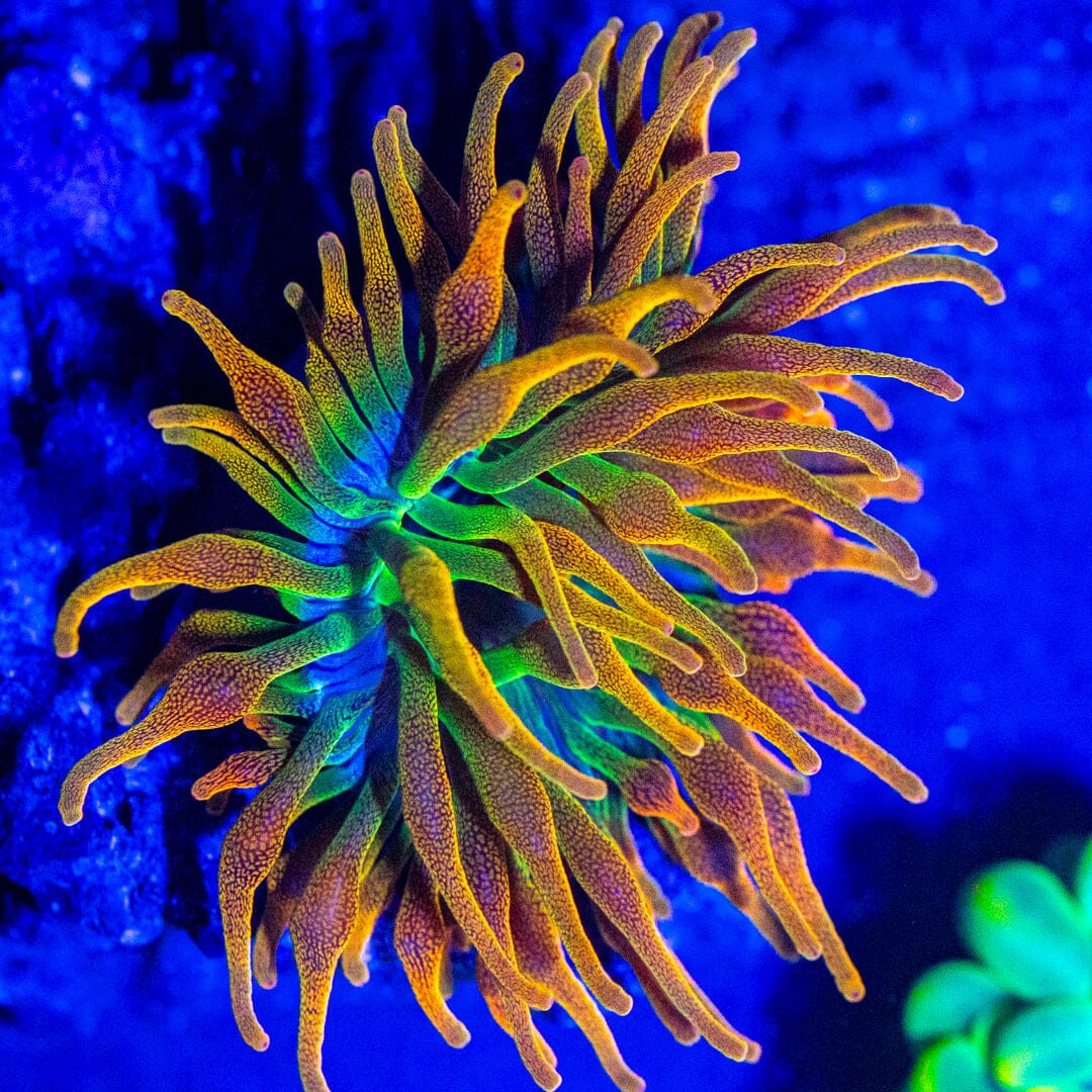 Citrus Blast BTA - WYSIWYG Octospawn Reef Lounge USA