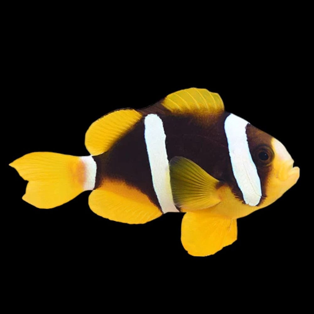 Clarkii Clownfish Fish Reef Lounge USA