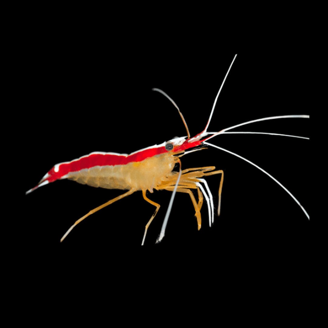 Cleaner Shrimp Reef Lounge USA