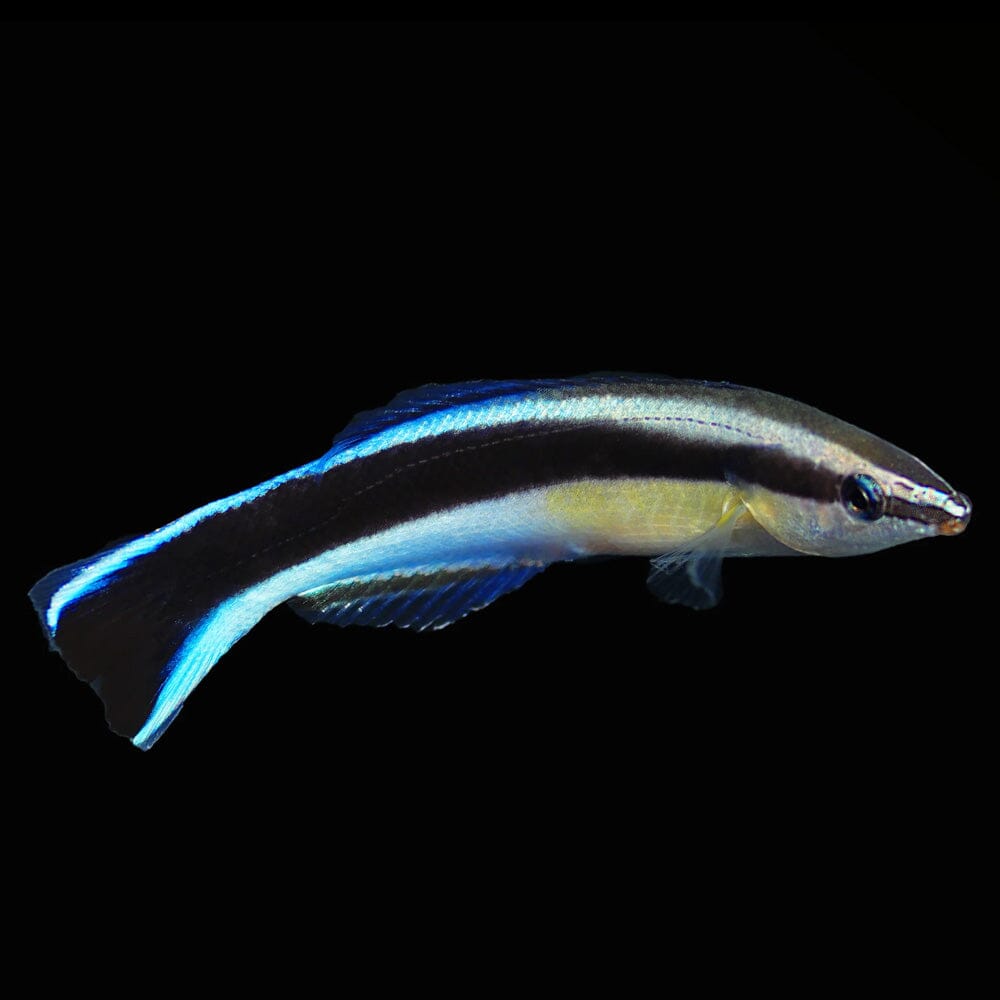 Cleaner Wrasse Fish Reef Lounge USA