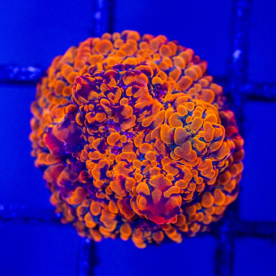 Cloudberries Chalice #1B - WYSIWYG Reef Lounge Norco