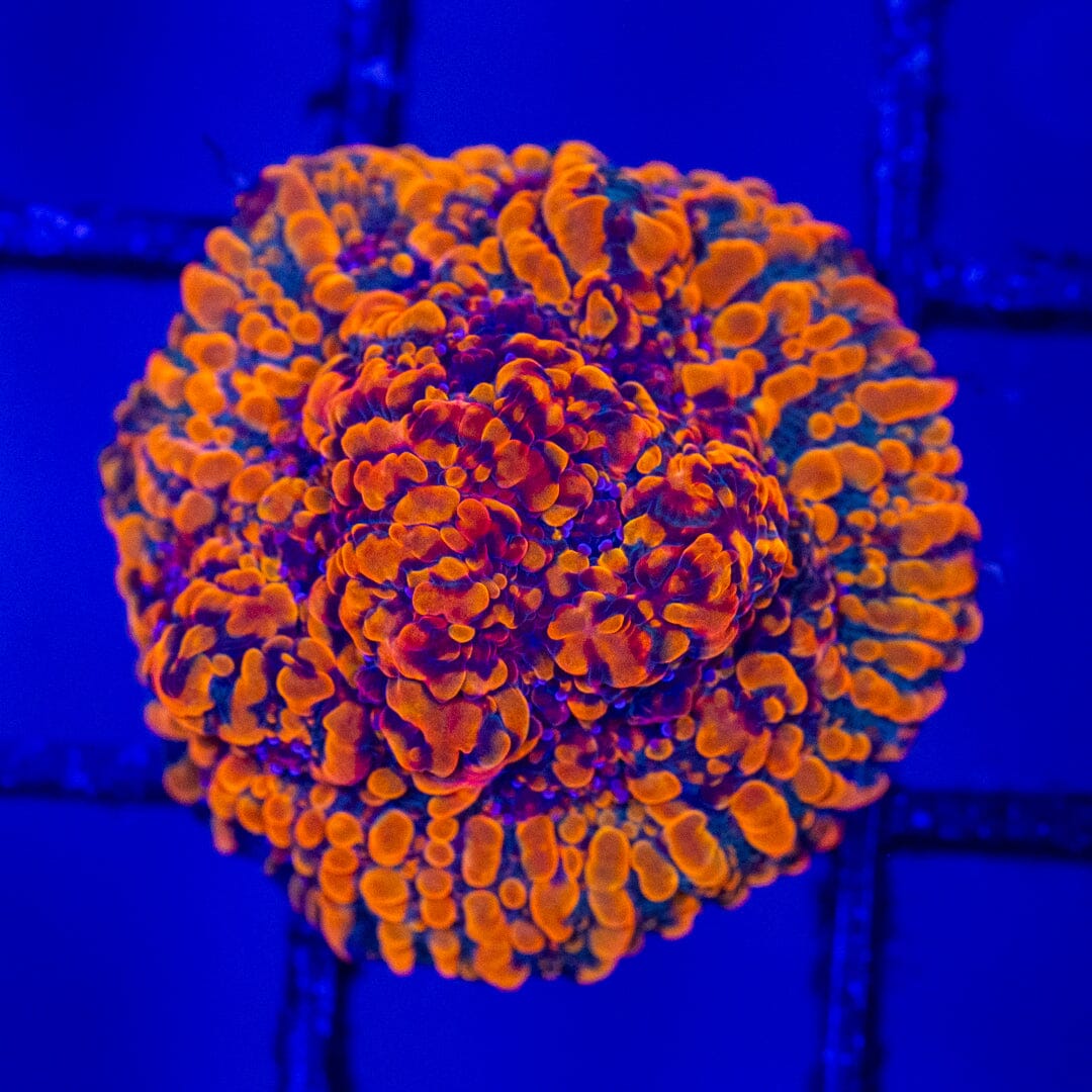 Cloudberries Chalice #2B - WYSIWYG Reef Lounge Norco