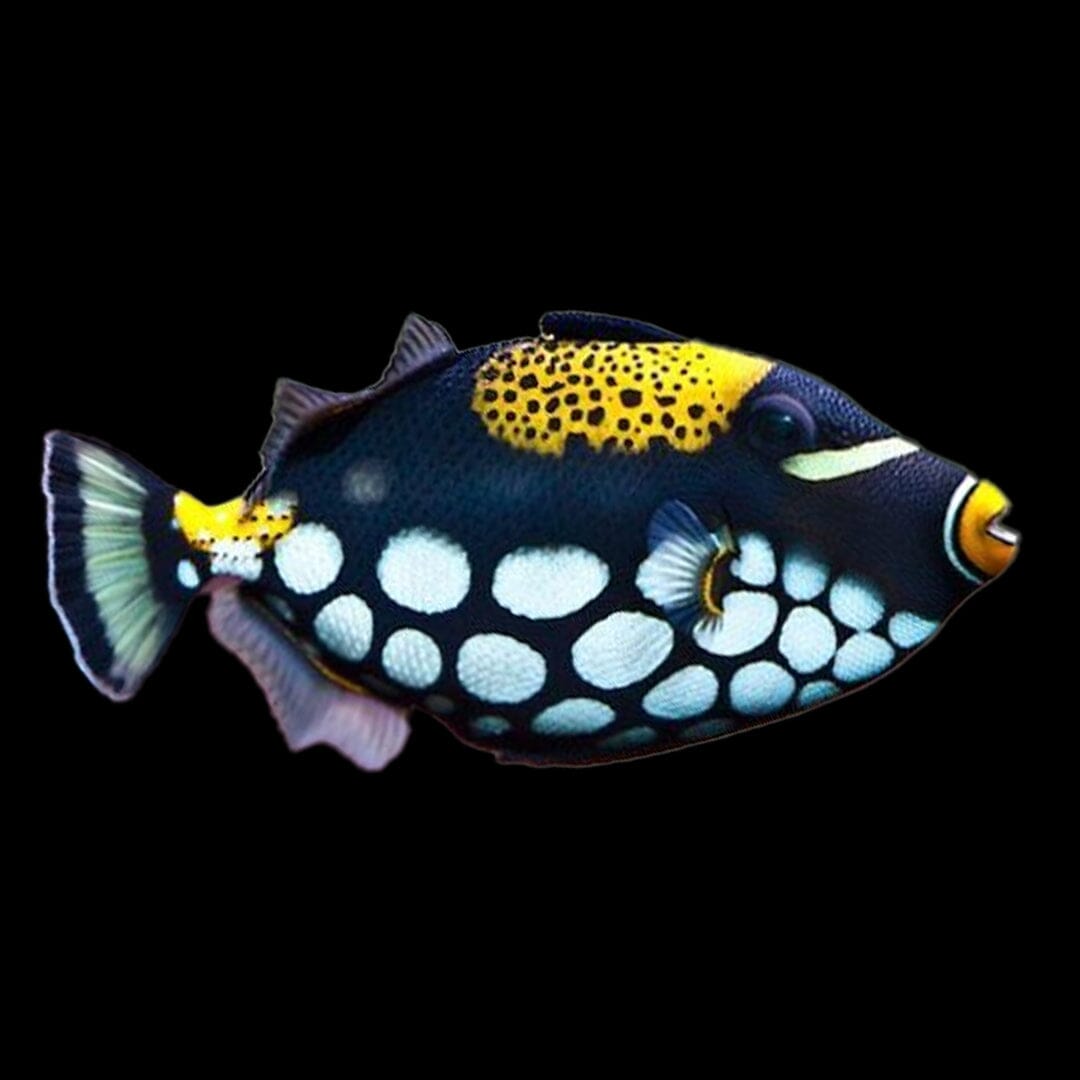 Clown Triggerfish Fish Reef Lounge Coral