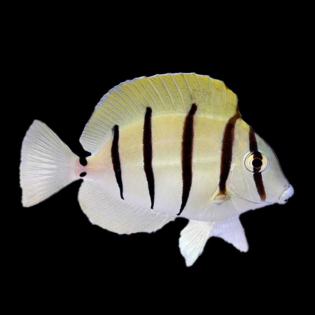 Convict Tang Fish Reef Lounge USA