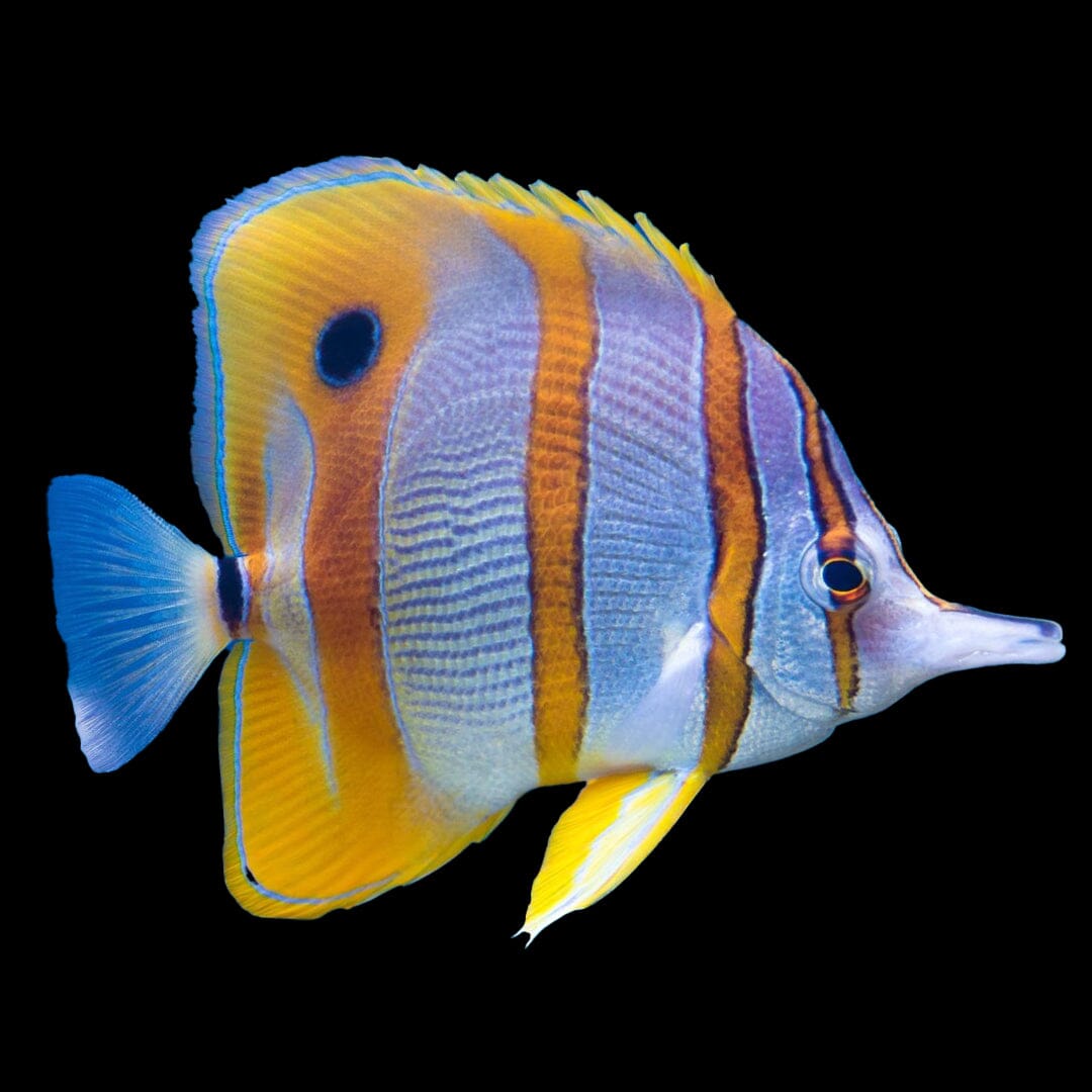 Copperband Butterfly Fish Reef Lounge USA