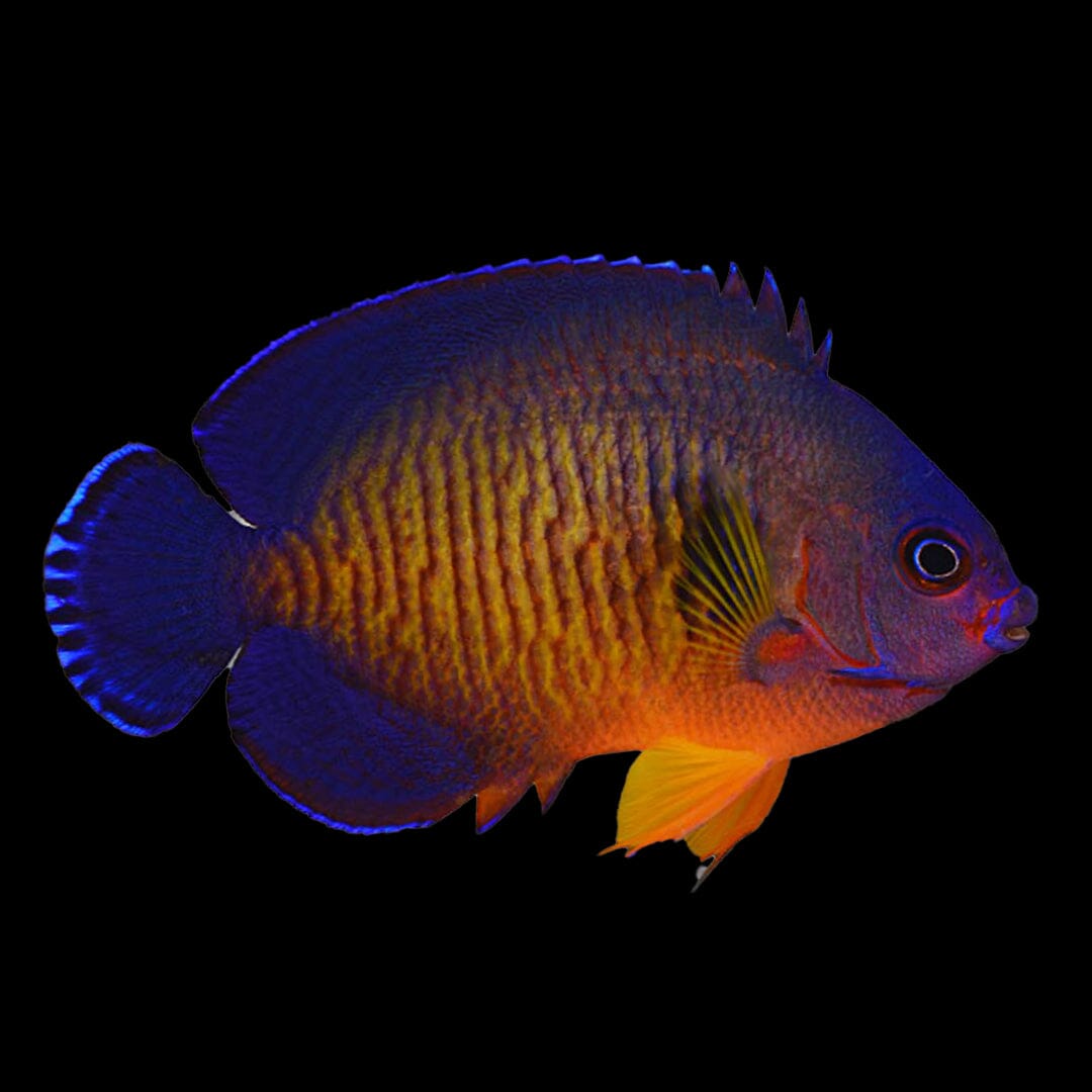 Coral Beauty Angelfish Fish Reef Lounge USA