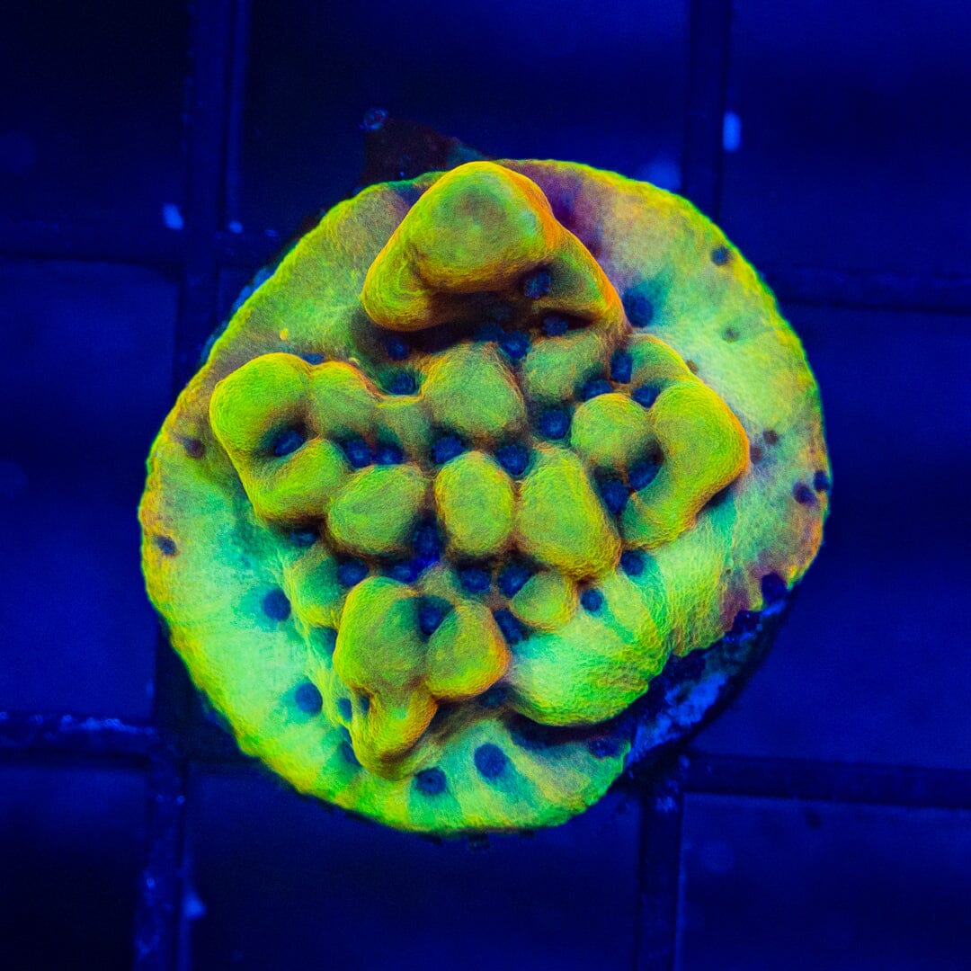 Crazy T Montipora - WYSIWYG Auction Reef Lounge Norco