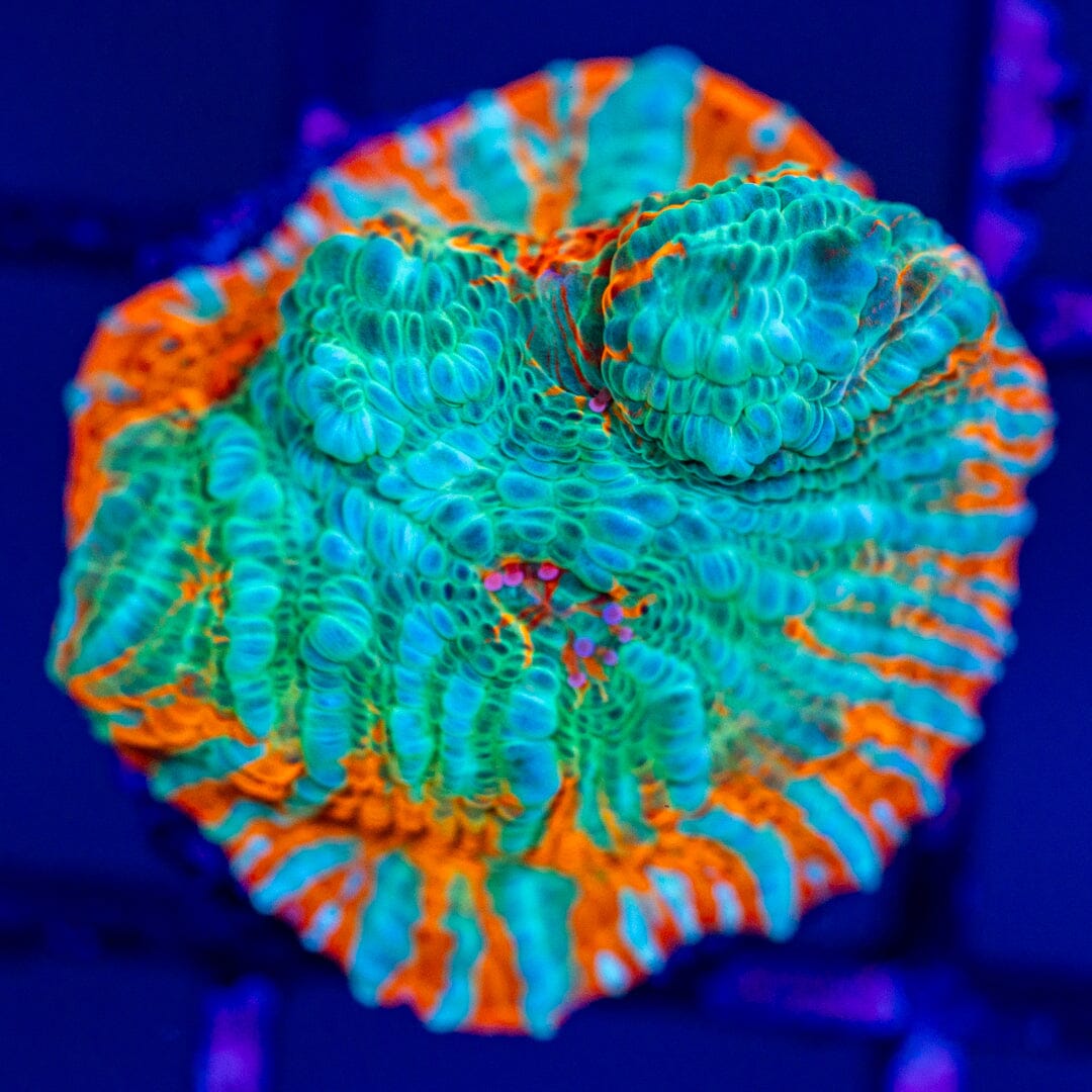 Creamsicle Chalice Frag 1B - WYSIWYG Reef Lounge Norco