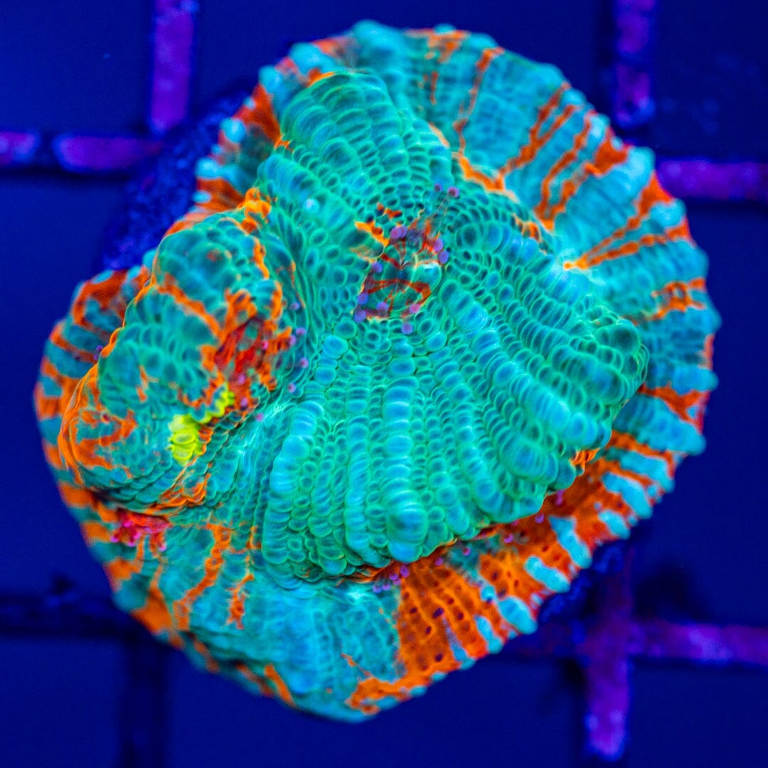 Creamsicle Chalice Frag 2B - WYSIWYG Reef Lounge Norco