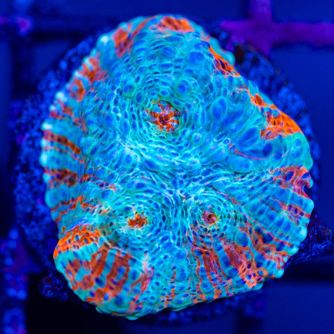 Creamsicle Chalice Frag 3B - WYSIWYG Reef Lounge Norco