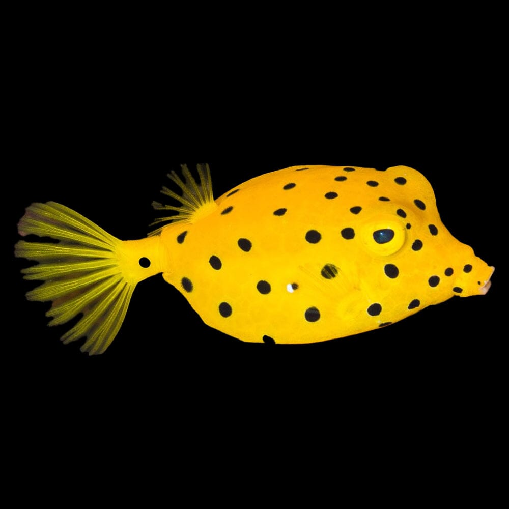 Cubicus Boxfish Fish Reef Lounge USA