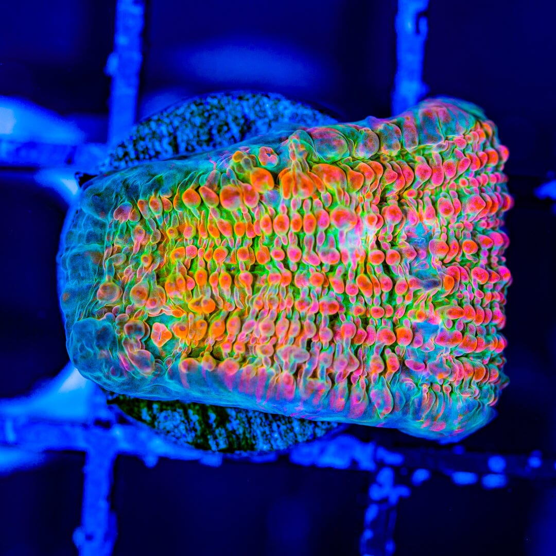 'Cupping Chalice' Coral Reef Lounge Coral