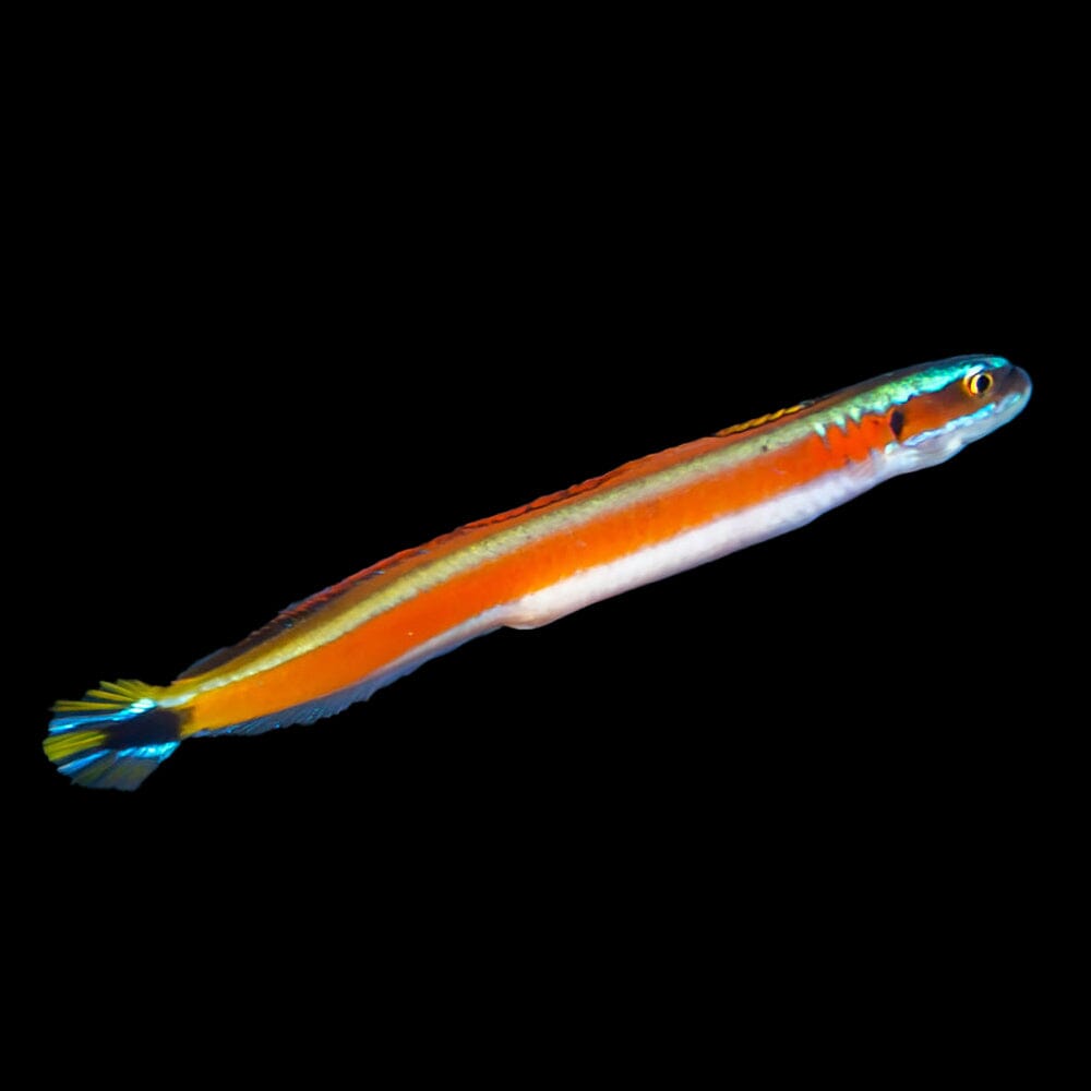 Curious Wormfish Fish Reef Lounge USA