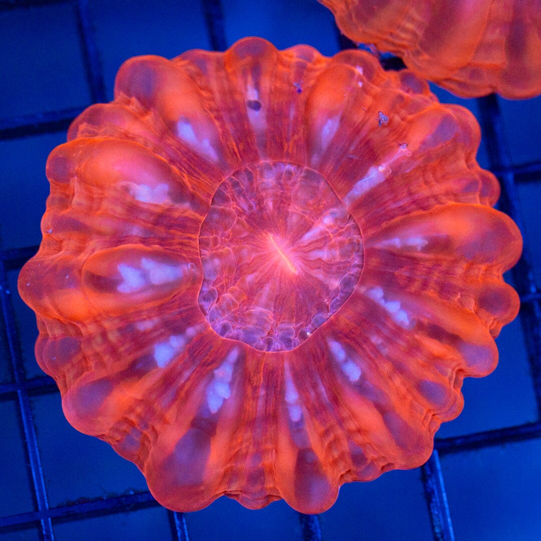 Cynarina 1D - WYSIWYG Reef Lounge Coral