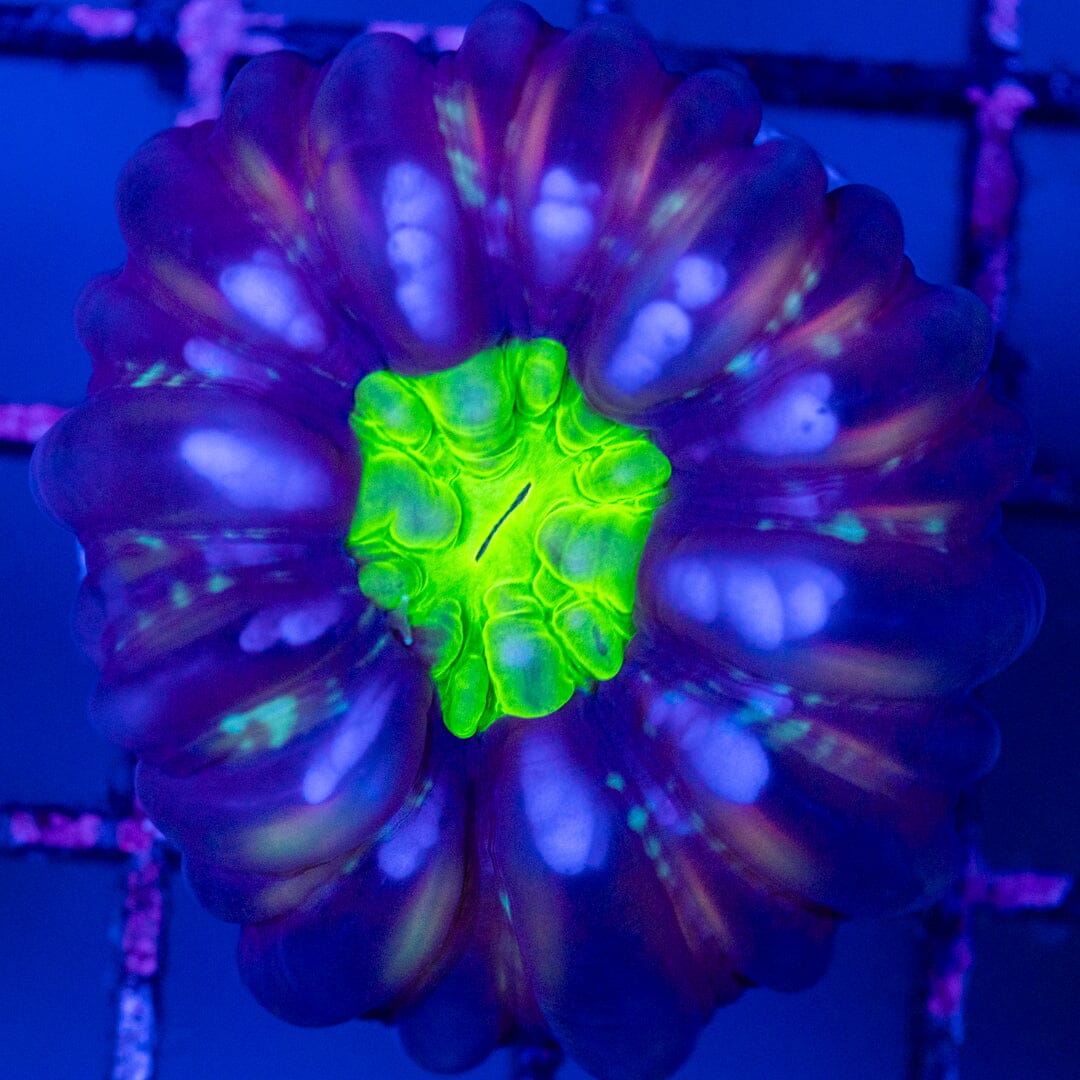 Cynarina 4B - WYSIWYG Reef Lounge Norco