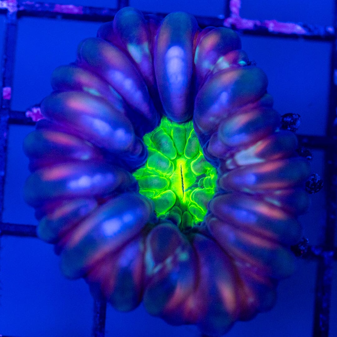 Cynarina 5B - WYSIWYG Reef Lounge Norco