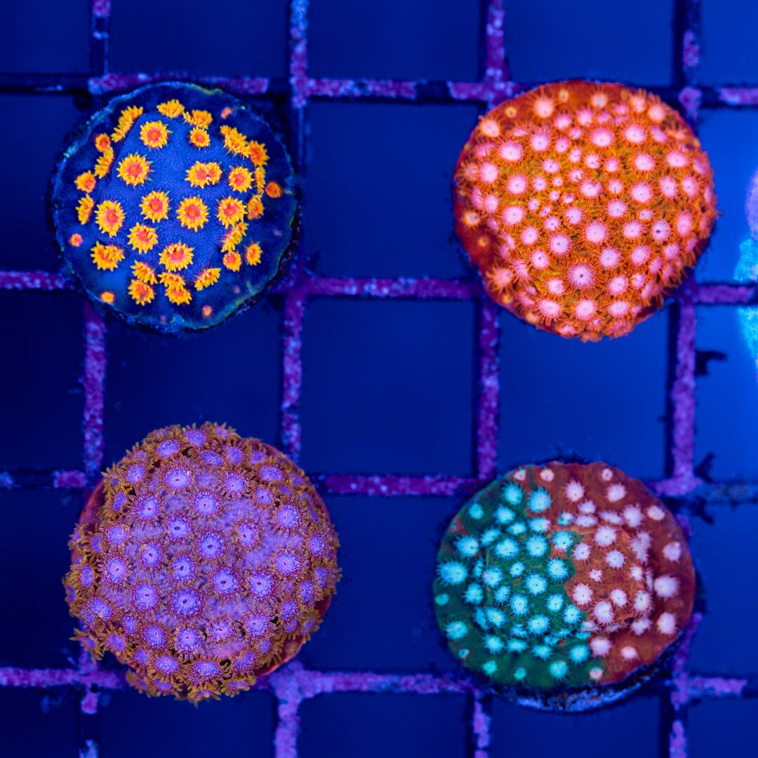 Cyphastrea Frags (4 Pack) - WYSIWYG Reef Lounge Norco