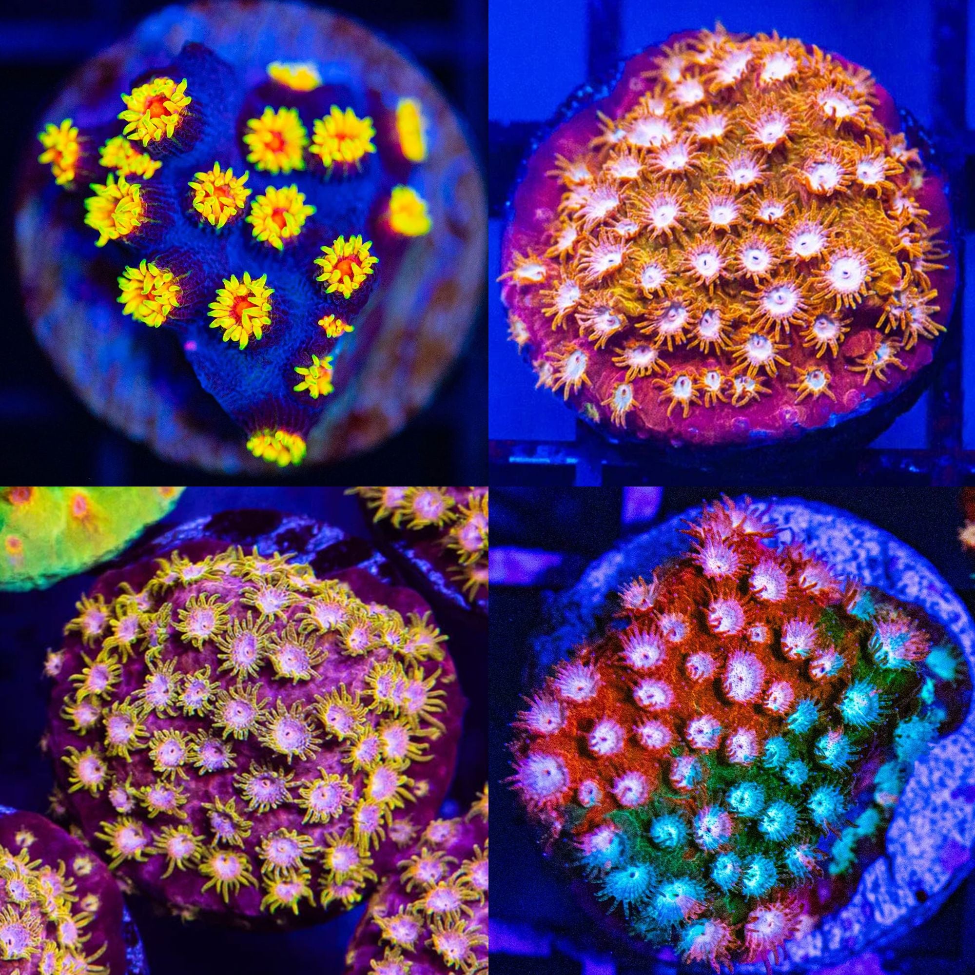 Cyphastrea Pack - Frag Pack Reef Lounge Norco