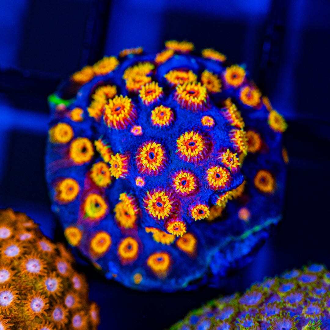 Cyphastrea Variety Frag Pack Reef Lounge Coral