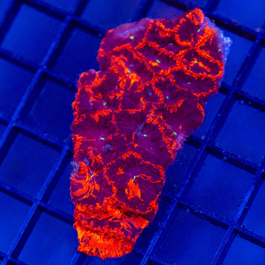 Deadpool Blastomussa Colony - WYSIWYG Reef Lounge Coral