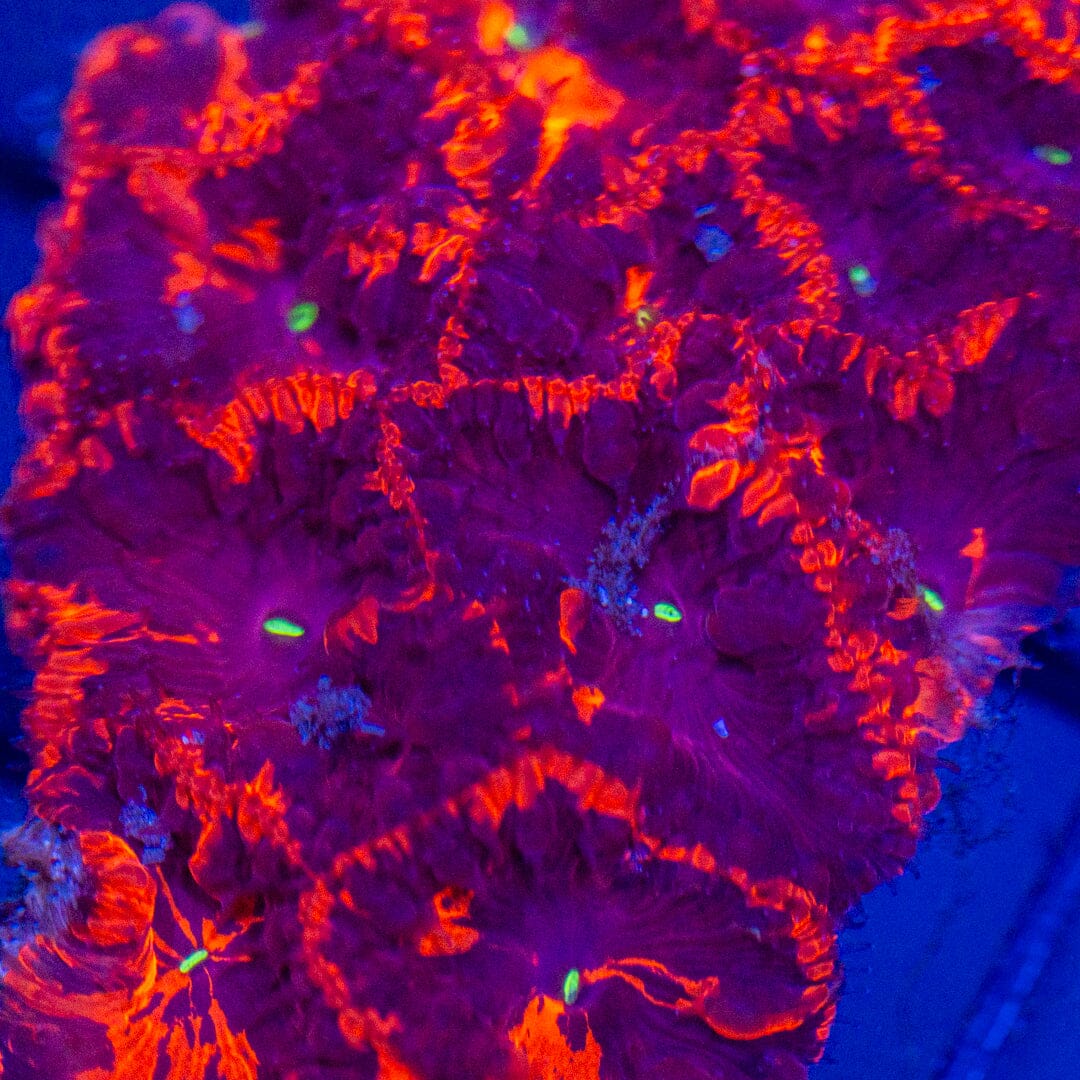 Deadpool Blastomussa Colony - WYSIWYG Reef Lounge Coral