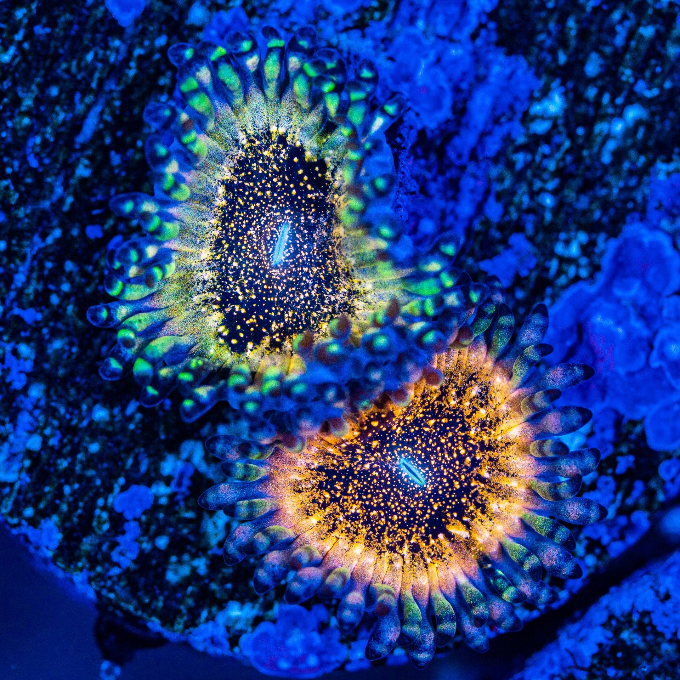 Deathstar Zoanthids Soft Coral Reef Lounge USA