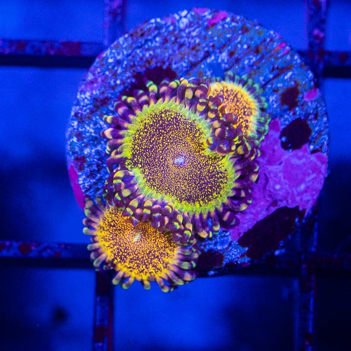 Deathstar Zoanthids Soft Coral Reef Lounge USA 