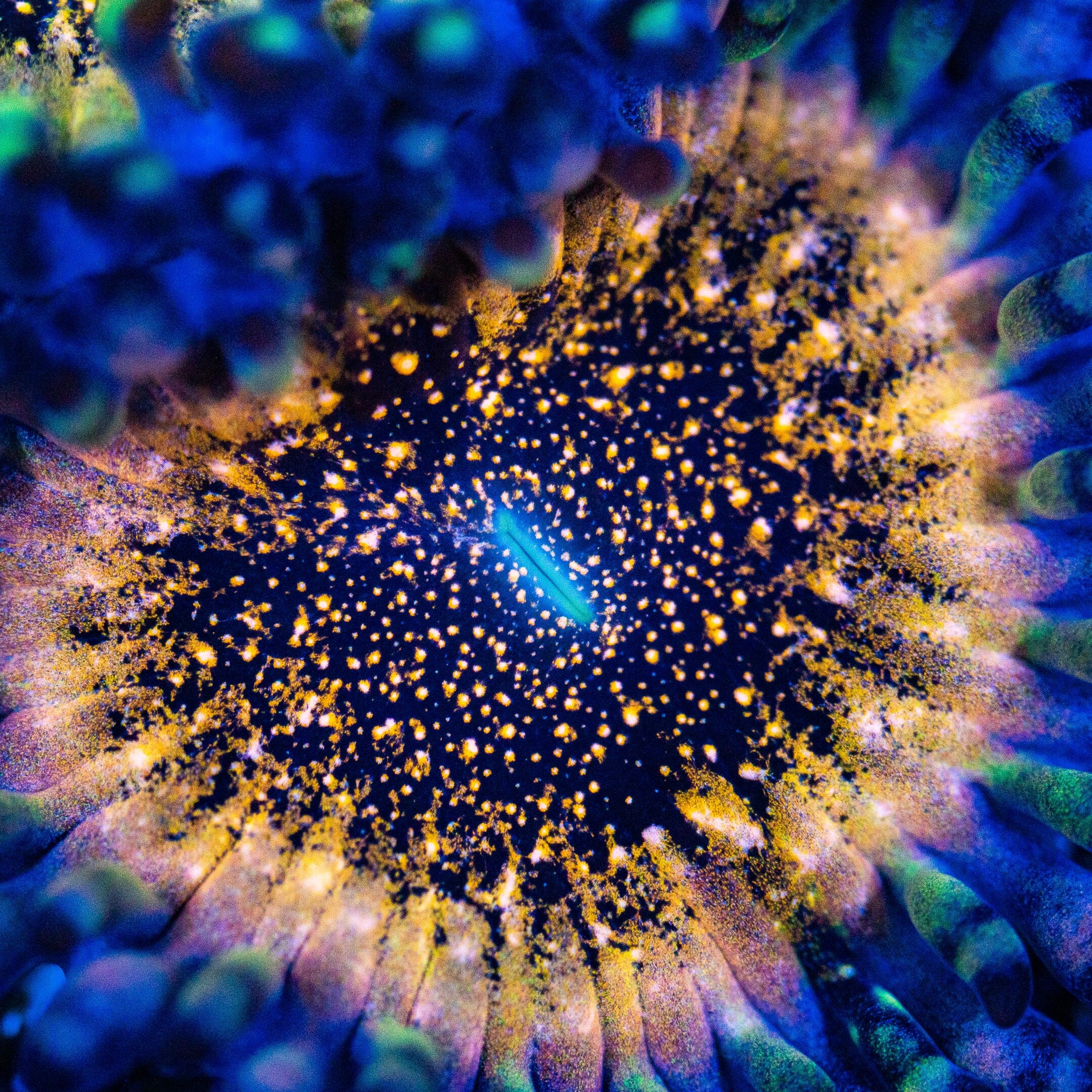 Deathstar Zoanthids Soft Coral Reef Lounge USA