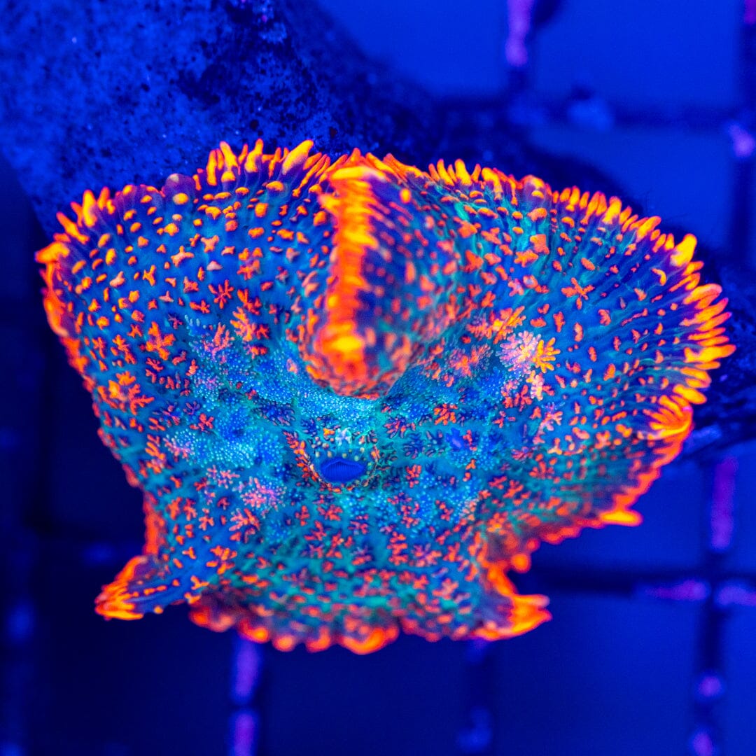 Denver Broncos Rhodactis 2A - WYSIWYG Reef Lounge Norco