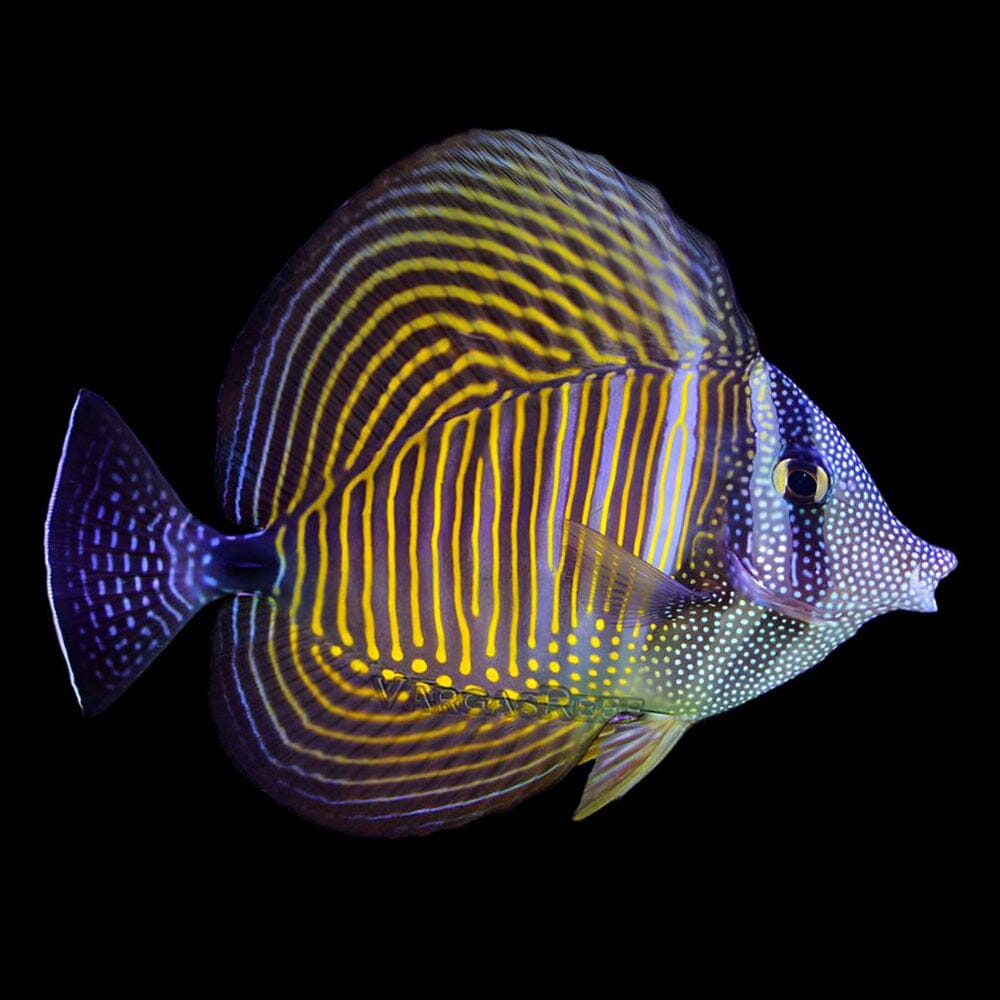 Desjardini Sailfin Tang Fish Reef Lounge Coral