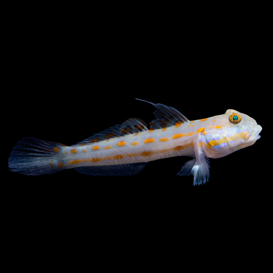 Diamond Watchman Goby Fish Reef Lounge USA