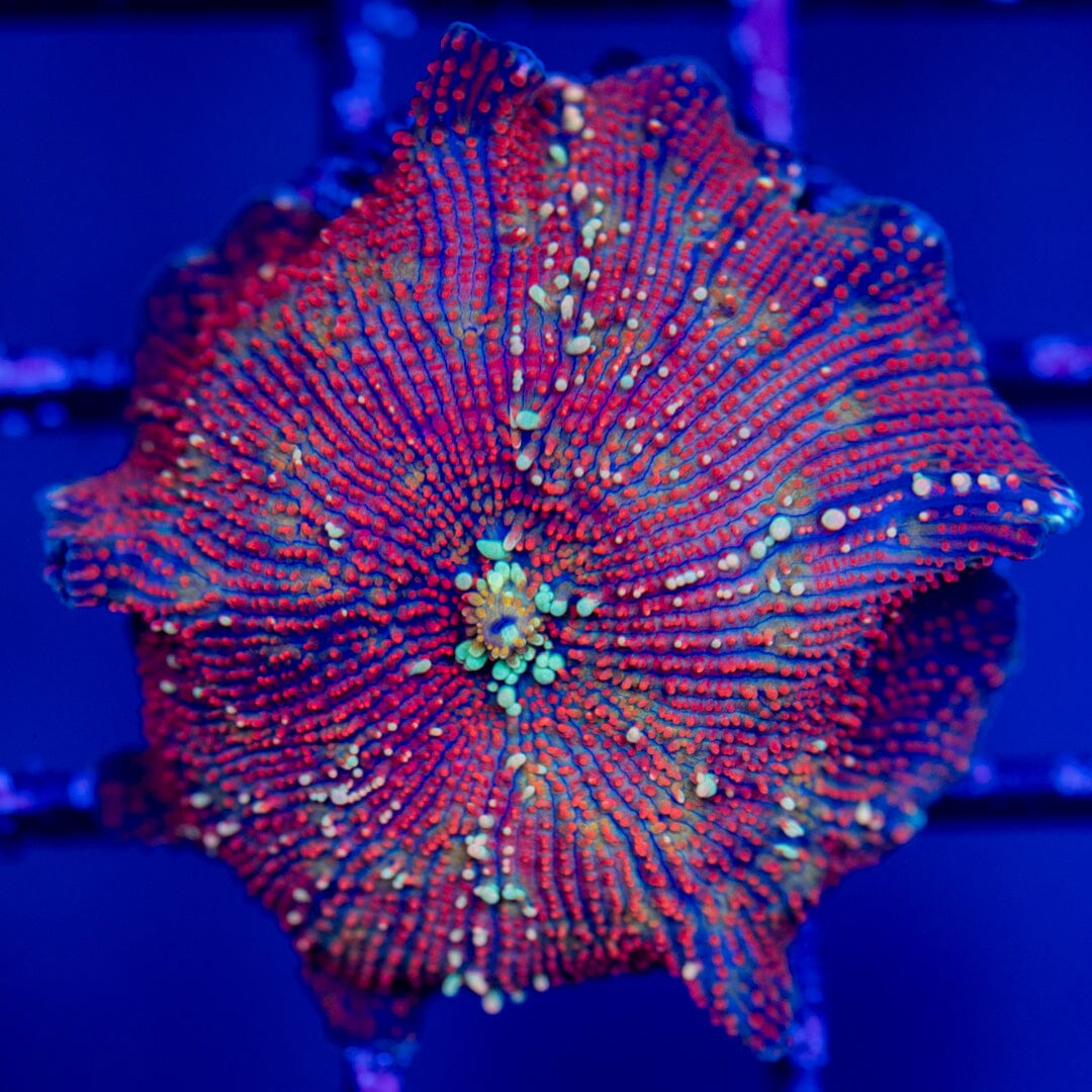 Discosoma 1G - WYSIWYG LPS Coral Reef Lounge USA