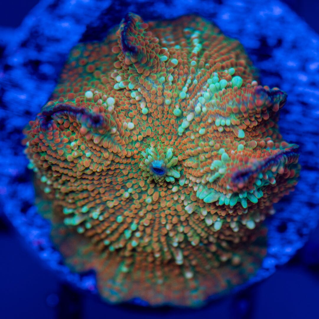 Discosoma 3G - WYSIWYG LPS Coral Reef Lounge USA